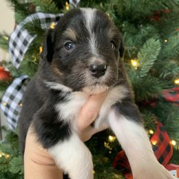 Girl 1 - Black tri-color female Australian Shepherd puppy in Quebeck, Tennessee from KC Aussies TN