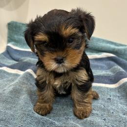 Rockie - Blue and gold male Yorkshire Terrier puppy in Portland, Oregon from Bohemian Beauty Yorkshire Terrier
