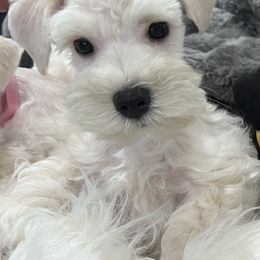 Miniature Schnauzer Puppies from SoCal Beards and Brows