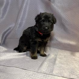Kallie - Red Collar - Black and tan female German Shepherd puppy in Greenwood, Arkansas from West Haus Shepherds