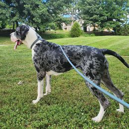 Kymbir - Great Dane