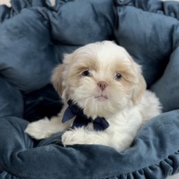 Gurjin Swirl - White male Shih Tzu puppy in Cedar Hill, Texas from Puppy Paper House