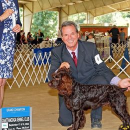 Boykin Spaniel All Grown Up from DrWatson Boykin Spaniels