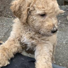 Double Doodle Puppies from Riverside Doodles in Seattle