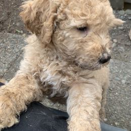 Double Doodle Puppies from Riverside Doodles in Seattle