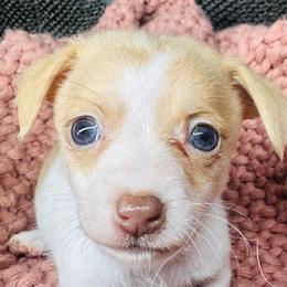 Spice - Red female Companion Cross puppy in Garvin, Oklahoma from Hochatown Awesome Aussies