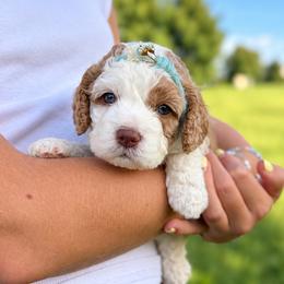 Teal collar - Hedwig - Buff and white female Cockapoo puppy in Mt Bethel, Pennsylvania from Stasia’s Cutiepoos