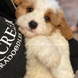 Australian Labradoodle, Cavapoo, and Goldendoodle Puppies from Deer Creek Labradoodles