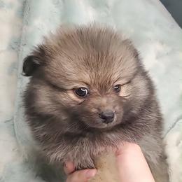 Boy 1 - Orange sable male Pomeranian puppy in Tulsa, Oklahoma from CP Kennels