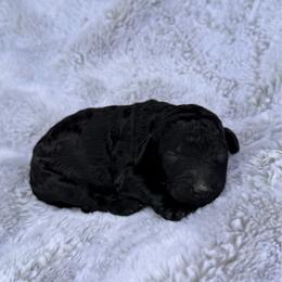Piper - Blue female Poodle puppy in Rocklin, California from Brienwood Poodles