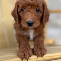 Truman - Red  male Goldendoodle puppy in Zeeland, Michigan from Dandelion Lane Doodles
