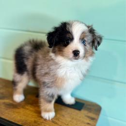 Wrangler - Blue merle male Toy Australian Shepherd puppy in Science Hill, Kentucky from Southern Paws Kennels