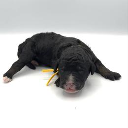 Skipper - Phantom male Bernedoodle puppy in Pulaski, Tennessee from Doodle My Heart