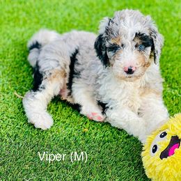 Assorted Doodle Crosses, Aussiedoodle, Australian Mountain Doodle, and Bernedoodle Puppies from North 40 Doodles