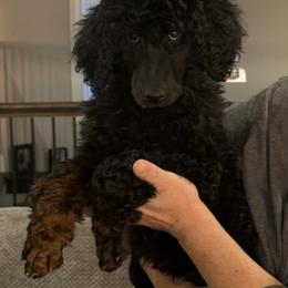Orange - Black male Poodle puppy in Hamilton, Ohio from Grandview Farm