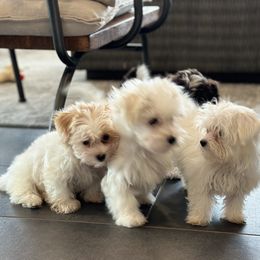 Companion Crosses, Havanese, Havapoos, Maltese, Maltipoos, Morkies, and Yorkshire Terriers from Rosewood Kennels