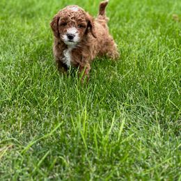 Cavapoo Puppies from Taylor Sweeten