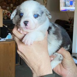American Corgi and Pembroke Welsh Corgi Puppies from Chaotic Corgi’s