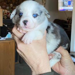American Corgi and Pembroke Welsh Corgi Puppies from Chaotic Corgi’s
