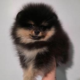 Frey - Black and tan male Pomeranian puppy in Wildersville, Tennessee from RoyalRarity's Poms & Enrichment