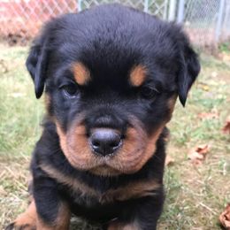 Rottweilers from Oakville Rottweilers