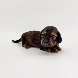Cedar - Red male Dachshund puppy in Waddell, Arizona from Neu Doxies