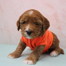 Copper orange collar - Apricot male Australian Labradoodle puppy in Provo, Utah from EllsWORTH Labradoodles LLC