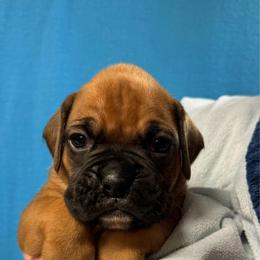 Orion - Fawn male Boxer puppy in Elyria, Ohio from Just-A-Wyn Boxers