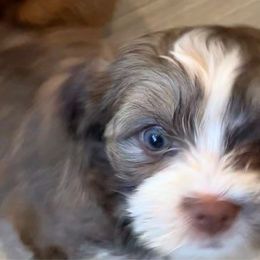 Trixie - Havanese