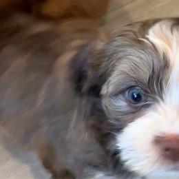 Trixie - Havanese