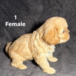 Cavalier King Charles Spaniel and Miniature Schnauzer Puppies from Lennox Thompson