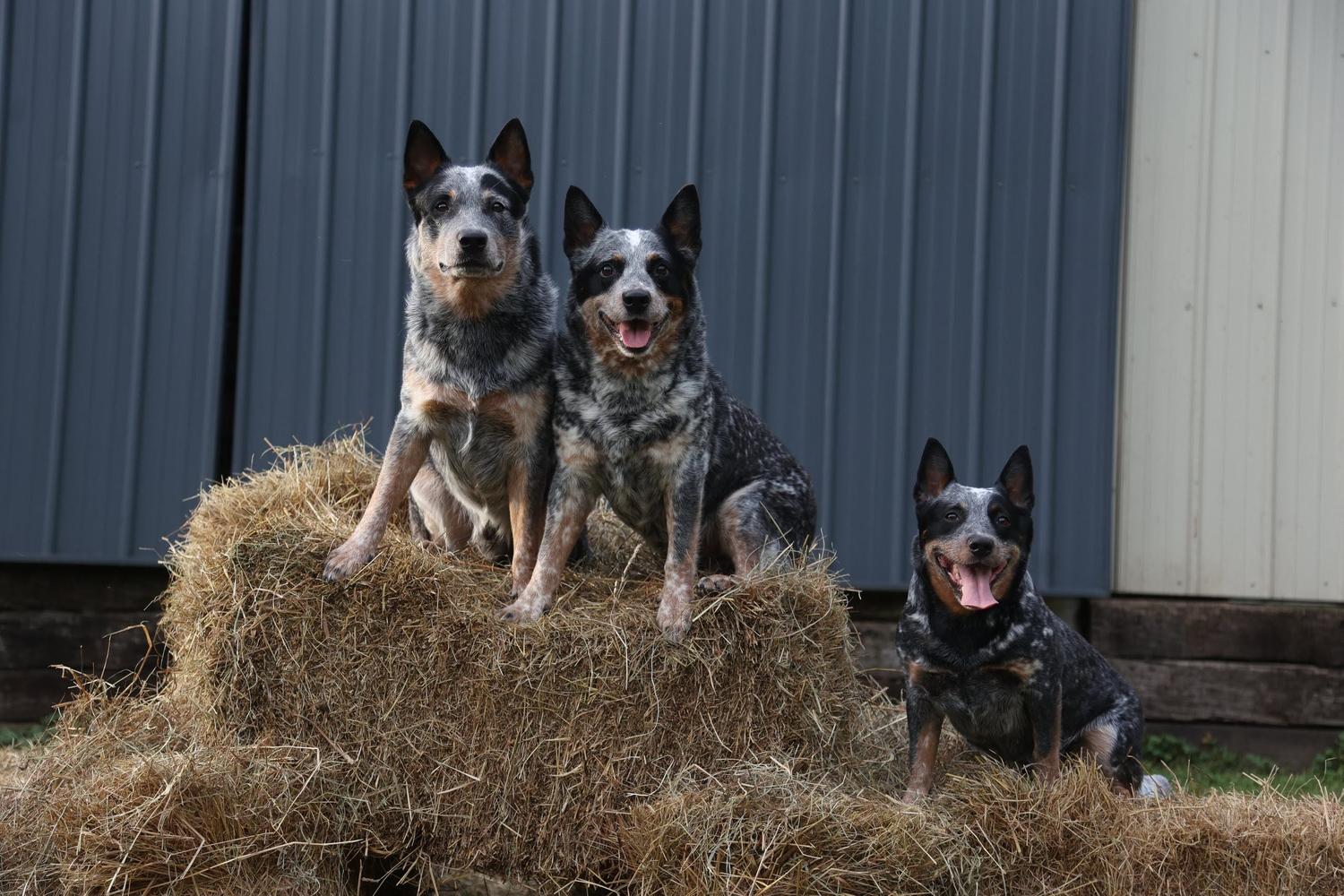 3 australian cattle dogs sitting on bales of hay