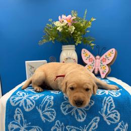 Red - Yellow male Labrador Retriever puppy in Heath Springs, South Carolina from Rich Hill Retrievers