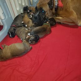 Boxer Puppies from SmashBox Kennel