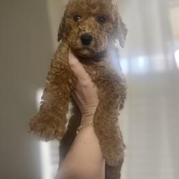 Red - Apricot male Goldendoodle puppy in Sanford, Florida from Florida Coast Golden Doodles