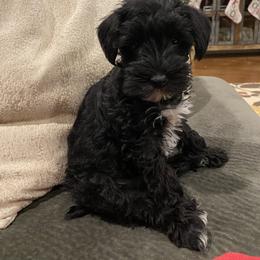 Border Collie and Miniature Schnauzer Puppies from Circle R Sidney