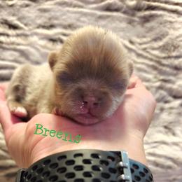 Tiny lilac boy - Chocolate blue male Chihuahua puppy in Richmond, Virginia from Breens