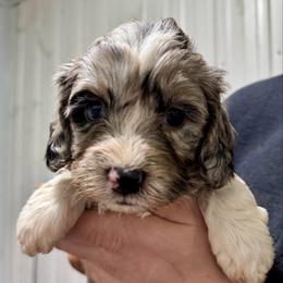 Blaze - Blue merle male Bernedoodle puppy in Petersburg, Michigan from Brittany’s Mini Bernedoodles