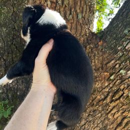 Girl 1 - Black & white female Australian Shepherd puppy in Lakeland, Florida from Infinite Aussies