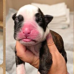 Brindle boy 2 - Brindle male Boxer puppy in Red Boiling Springs, Tennessee from Silver Rain