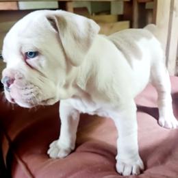 Boy 2 - Fawn and white male Olde English Bulldogge puppy in Portage, Pennsylvania from Blue Knob OEB's