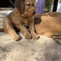 Golden Retriever Puppies from Golden Wiggle Retrievers
