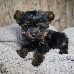 T cup Tiny - Black and gold female Yorkshire Terrier puppy in Mountain Grove, Missouri from Precious Puppies