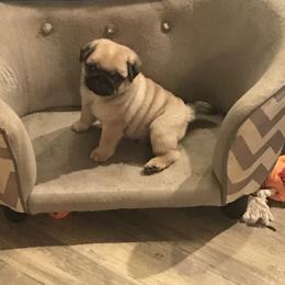 Pug Puppies from Pickwick Pugs