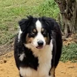 Dakora - Australian Shepherd