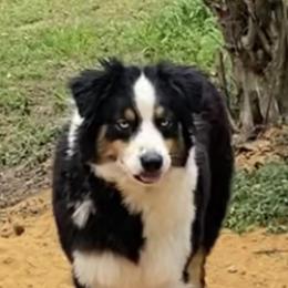 Dakora - Australian Shepherd