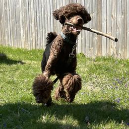 Atlas - Poodle