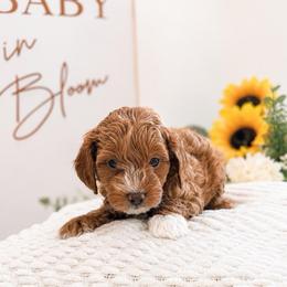 Gideon - Red male Cavapoo puppy in Ephrata, Washington from Mustard Seed Doodle Co.