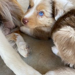 Cayenne - Miniature American Shepherd puppy from Starry-Eyed Mini Aussies with Tails