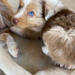 Cayenne - Miniature American Shepherd puppy from Starry-Eyed Mini Aussies with Tails